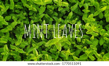 Green Mint Plant Grow Background. Green mint leaves gardening image with text and caption template and cover photo