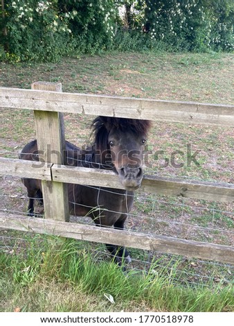 A cute small horse pictured behind a gate