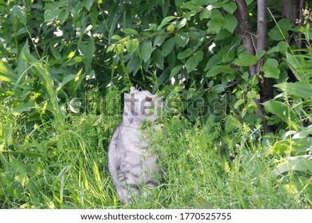 Beautiful gray british cat looks up while walking in the garden