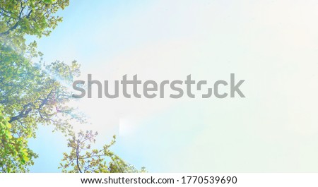 Luxuriant bright green trees and sun lights against clear blue sky. View from below into treetops of beeches on sunny day. Summertime banner with white background for copy space. Royalty-Free Stock Photo #1770539690