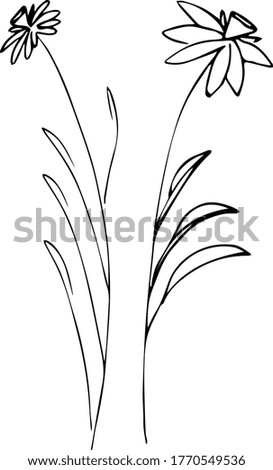 Flower plant drawn as a sketch. Flowering plant sketch.
