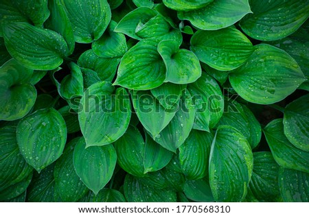 Hosta leaves with drops at summer house’s garden after rain. Green background. Plant texture with beautiful pattern for graphic material, wallpaper and backdrop.