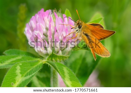 A European Skipper is collecting nectar from a pink Clover flower. Also known as an Essex Skipper and is an introduced species to North America. Taylor Creek Park, Toronto, Ontario, Canada.