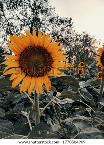 picture of a beautiful sunflower 