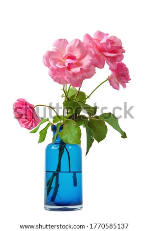 Pink roses in a blue transparent glass vase isolated on a white background