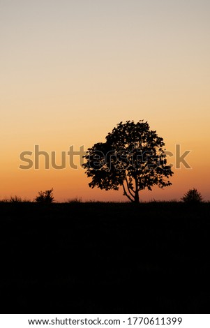 
One tree in a field at sunset day. Landscape with a lonely tree.