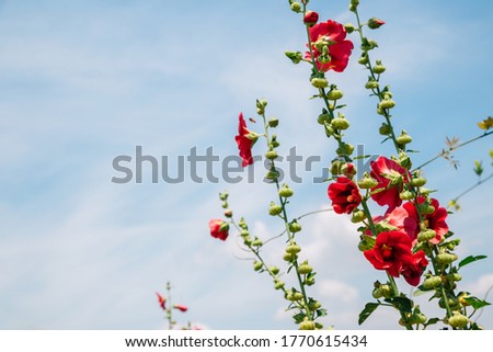 Mugunghwa, rose of Sharon, hibiscus flowers under blue sky in Korea