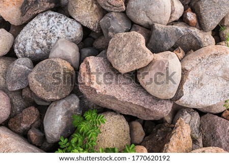 Natural stones with plants around. The texture of the stones of different sizes and colours on the grass. Stone background. 