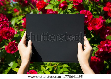 female hands hold  black Frame against the background of a flowering bush with roses. Flat lay, top view, copy space
