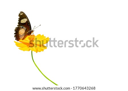 Beautiful natural marigold butterflies arranged to be used as separate backgrounds on a white background