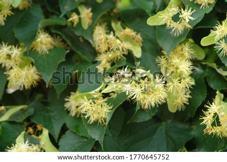 Close up of the clusters of blooming flowers of common lime (Tilia x europea), also known as linden, basswood, lime tree, lime bush. Poland, Europe Royalty-Free Stock Photo #1770645752