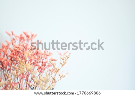 Dried flowers on a white cement surface