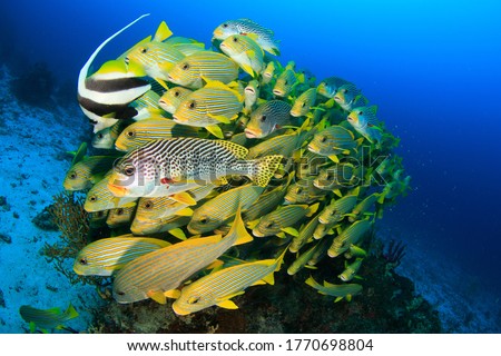 Dense shoal of yellow Sweetlips and a Banner Fish schooling in blue water. Underwater wide angle photo taken scuba diving in Raja Ampat, Indonesia.