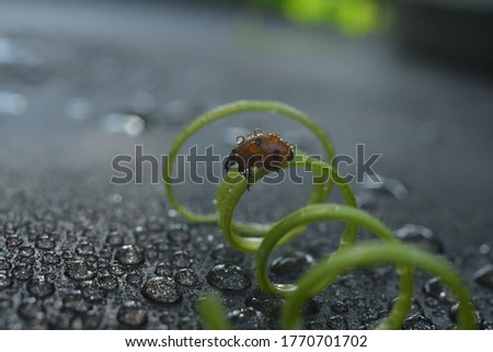 Little ladybug at the young grape tendril on the blurred black background. Bright picture, summer nature concept. blurry background.Close up.Copy spase.Macro