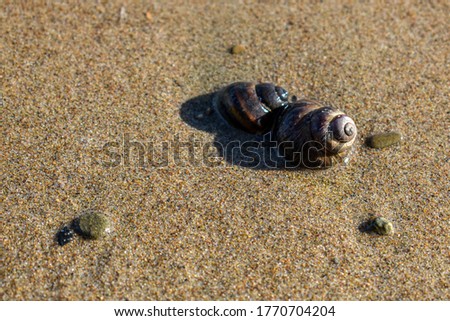 Brown shell on the sand in the foreground, small pebbles, close-up river snail. Marine background for presentations, ecology, fishing, countryside, outdoor recreation. Picture for the puzzle.