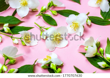 Bright fresh white jasmine flowers with green leaves on pink background 