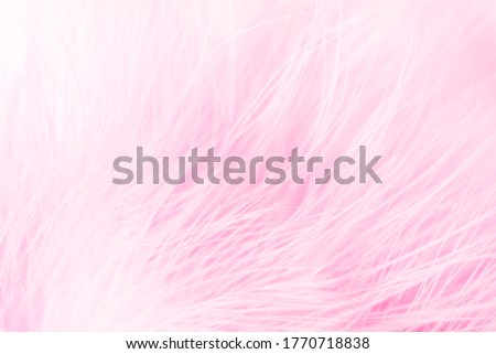Close-up abstract pastel pink feather background. Soft focus. Glamour concept
