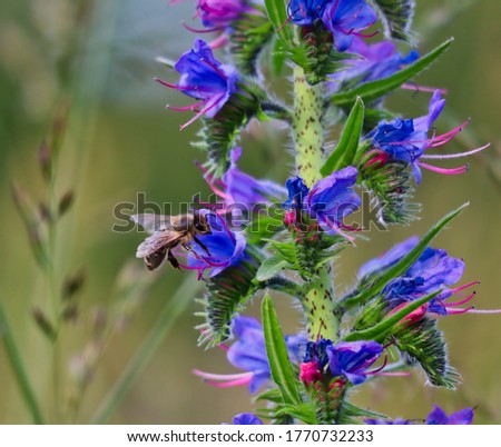 Honey Bee Collects Nectar from Purple Flower in Czech Republic. Blueweed (Echium Vulgare) also know as Viper's Bugloss is a Flowering Plant n the Borage Family Boraginaceae.  Royalty-Free Stock Photo #1770732233