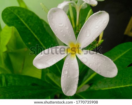 Beautiful white flower blooming in branch of green leaves plant growing in garden, nature photography, gardening background