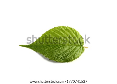 leaf raspberry isolated on a white.