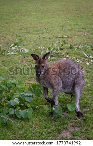 One red-necked wallaby (Macropus rufogriseus)