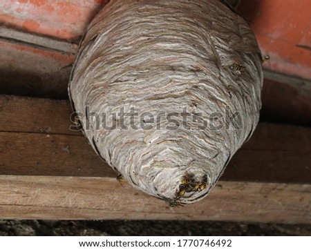 wasps nest and wasps on the ceiling Royalty-Free Stock Photo #1770746492