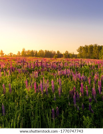 Sunrise or sunset on a field with purple lupins on a clear summer day with a clear cloudless sky and birch trees in the background. Landscape.