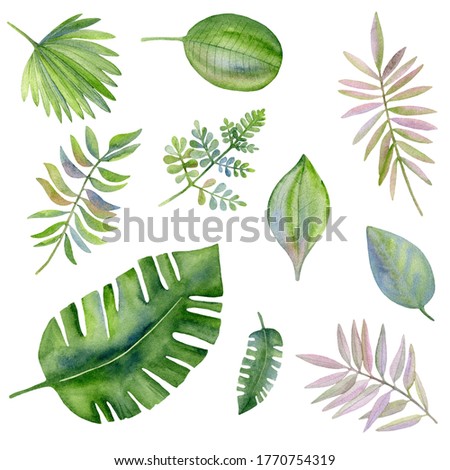Watercolor illustration, set of elements of tropical leaves.