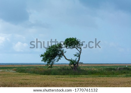 A single tree in a meadow tree with the blue ocean in the background. Dark clouds. Strong winds. The picture was taken near Loddekopinge in Scania, southern Sweden