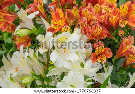 Close-up of beautiful white and orange lily flowers. Home garden, care for flowering plants concept. Horizontal orientation, selective focus.