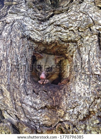 Little possum in a tree hole