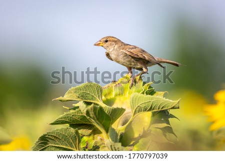 House sparrow (Passer domesticus) on a sunflower in sunset light