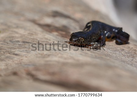 Alpine newt Ichthyosaura alpestris Amphibian Orange Belly