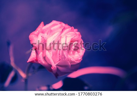 Vintage blooming rose covered with drops. Rose after rain (in dew). Nature background