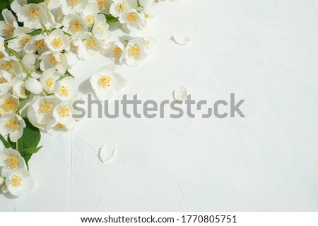 Composition of jasmine flowers on a light concrete background. Flat lay.