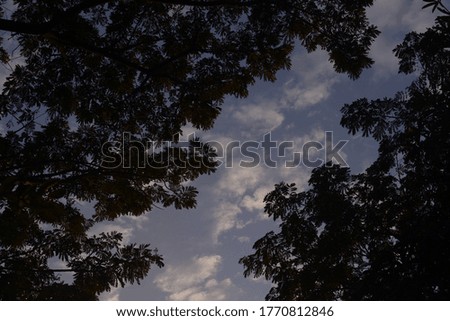 sky view and tree silhouette