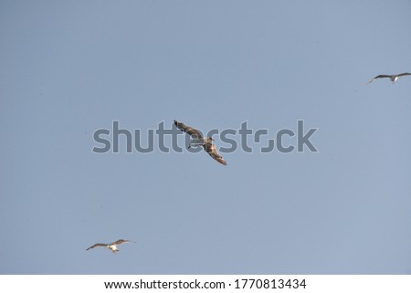sea gull flies over the sea and the coast, hoping to see a tasty piece of food