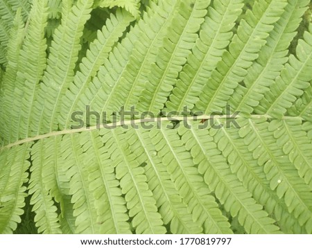  Fresh green fern leaf, natural background 
