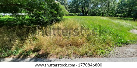 Large-size pictures of trees, bushes, meadows, herbs and grasses in city park Prater in Vienna, Austria