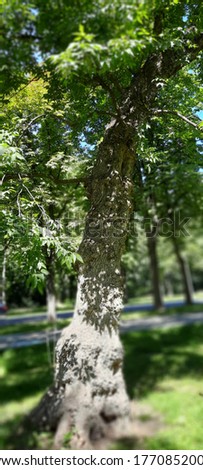 Large-size pictures of mountain ash tree growing in a city park Prater, in Vienna, Austria