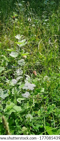 Large-size pictures of brown butterfly (Maniola jurtina) sitting on a meadow with flowers in a city park of Vienna, Austria