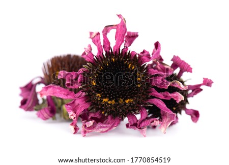 Dried Echinacea flowers, isolated on white background. Petals of Echinacea purpurea. Medicinal herbs.