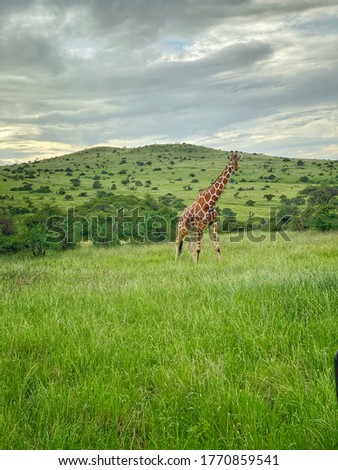 A Giraffe walking through the plains of Kenya 