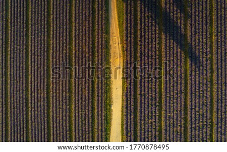 Aerial shot of Lavender agricultural crop in the French city of Valensole