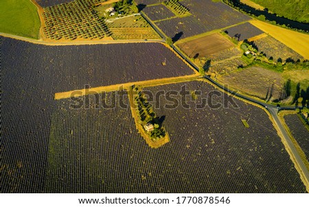 Aerial shot of Lavender agricultural crop in the French city of Valensole
