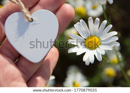 white heart in hand and large daisy in defocus on natural green background with blur for collage