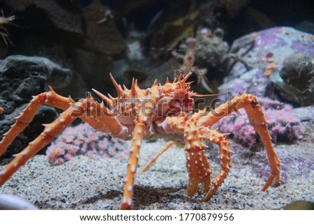 King crab in the bottom of the ocean Royalty-Free Stock Photo #1770879956