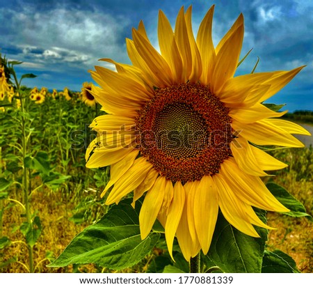 Sunflower and the emblem of serenity