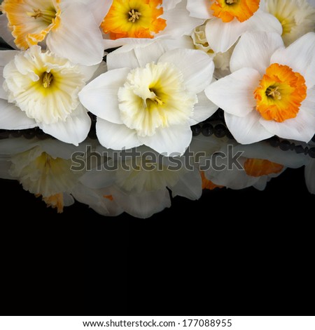 White narcissus flower isolated on black background 
