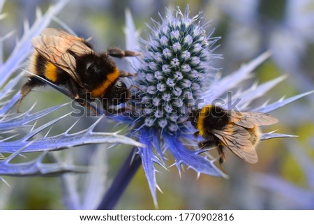 Blue eryngium is top summer bee plant. Dozens of honeybees on blossom collect nectar for their winter food Garden border perennial flower gets bigger and better every year and attracts butterflies too Royalty-Free Stock Photo #1770902816